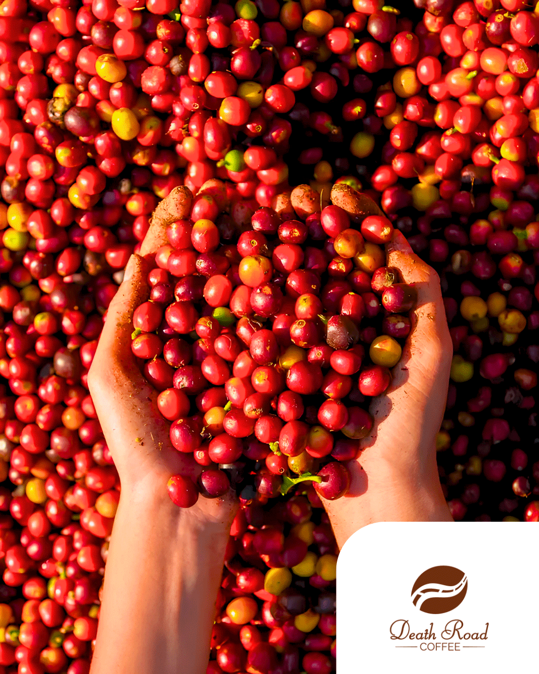 Pacamara