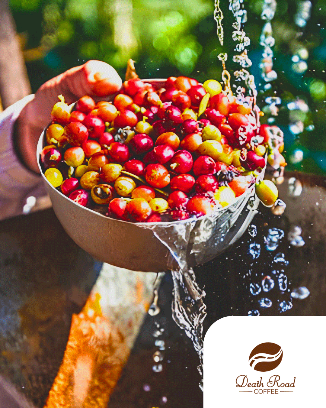 Pacamara