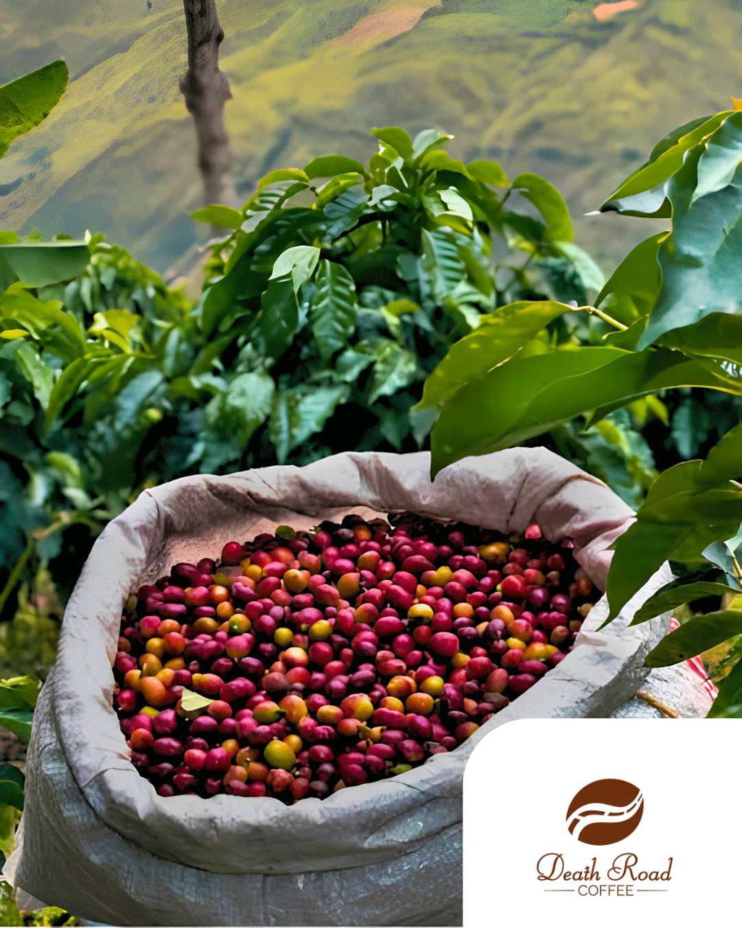 Pacamara