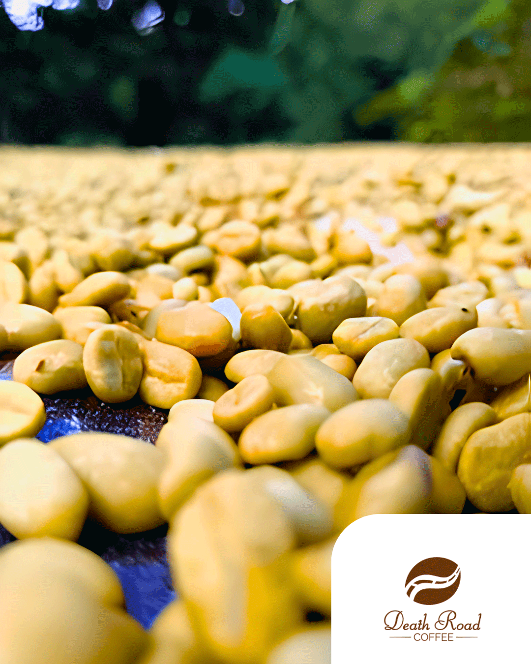 Pacamara