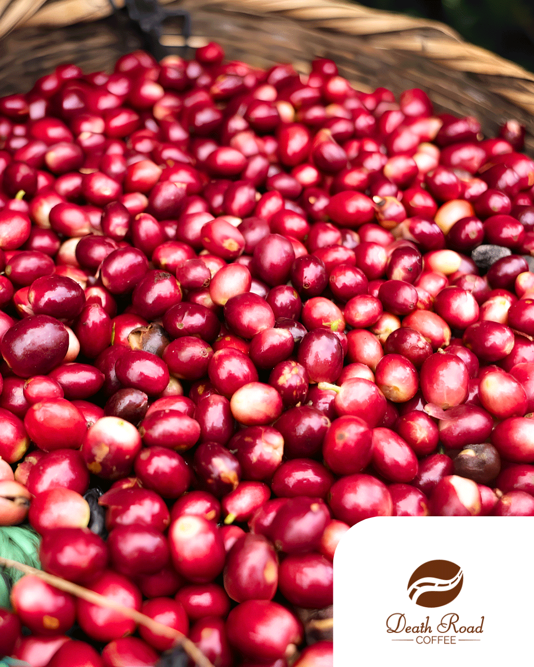 Pacamara