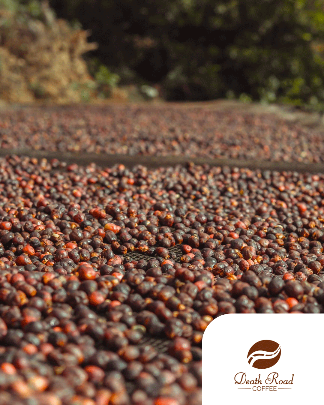 Pacamara