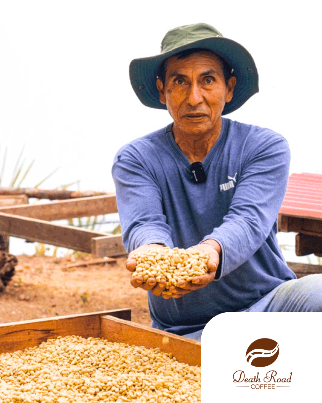 Pacamara